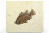 Detailed Fossil Fish (Cockerellites) - Wyoming #356750-1